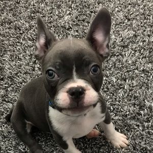 Meet your Posher, Carlo